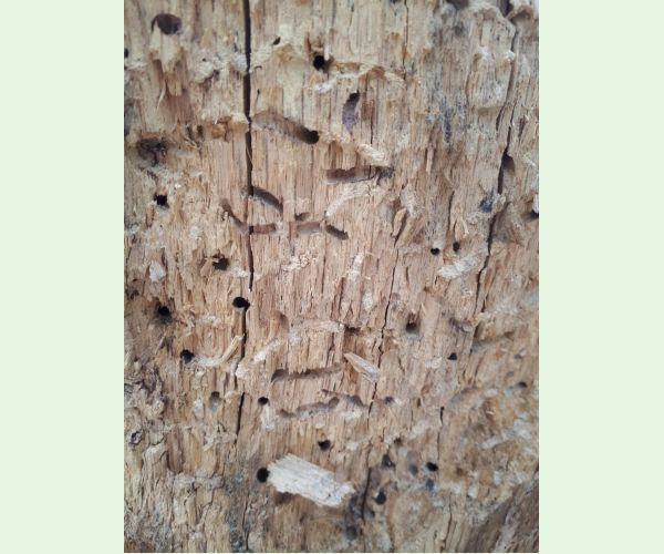 Pílovka Xiphydria longicollis