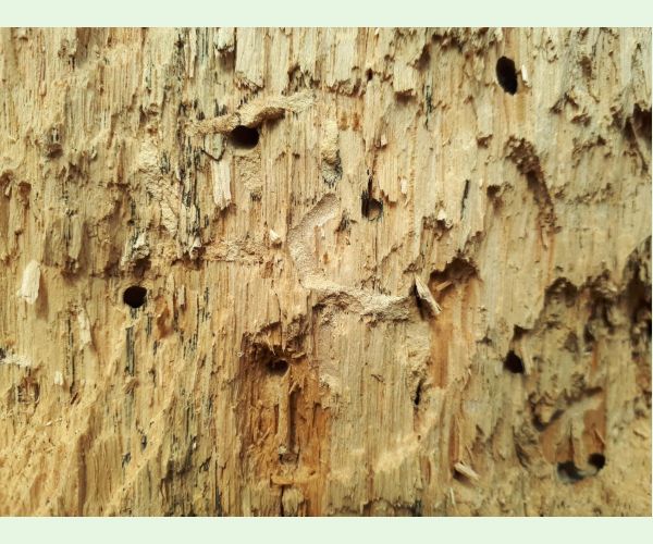 Pílovka Xiphydria longicollis