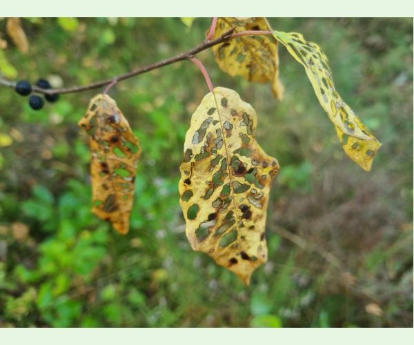 Plôškavec krušinový