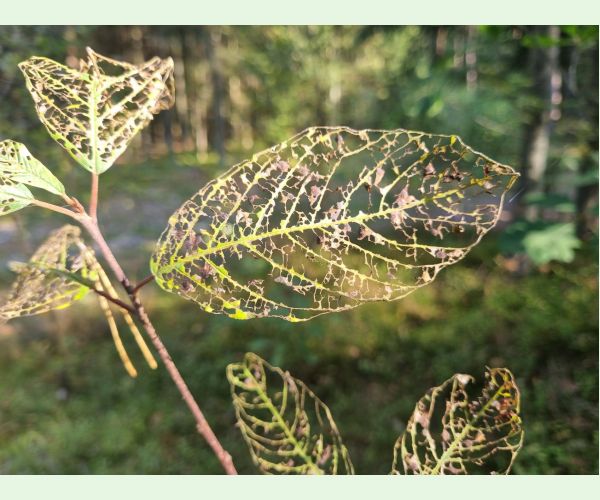 Plôškavec krušinový