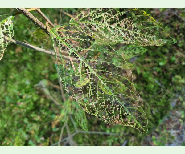 Plôškavec krušinový