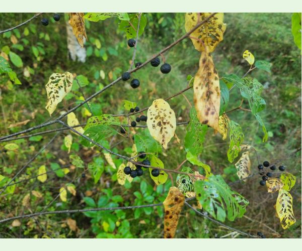 Plôškavec krušinový