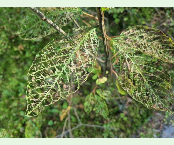 Plôškavec krušinový