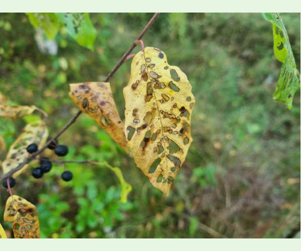 Plôškavec krušinový