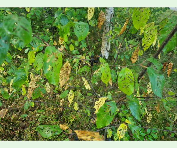 Plôškavec krušinový