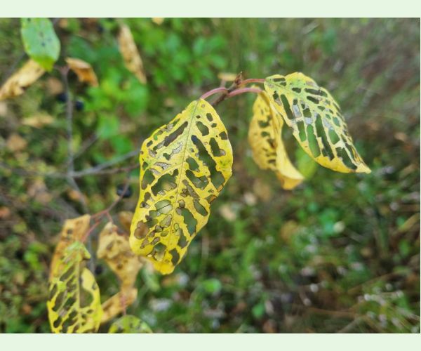 Plôškavec krušinový