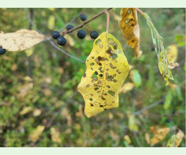 Plôškavec krušinový