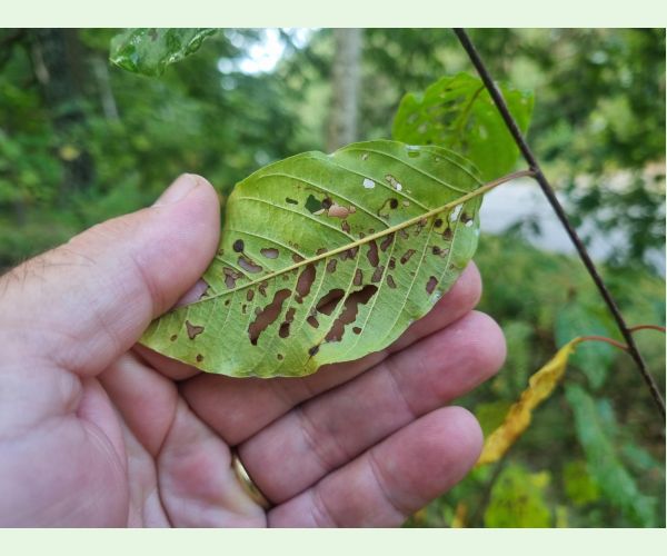 Plôškavec krušinový