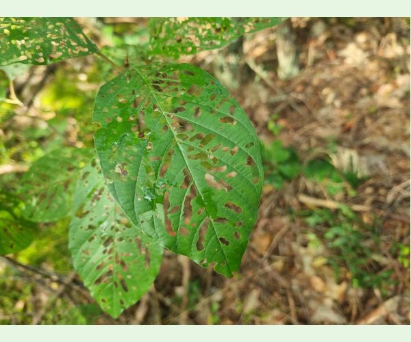 Plôškavec krušinový