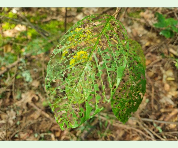 Plôškavec krušinový