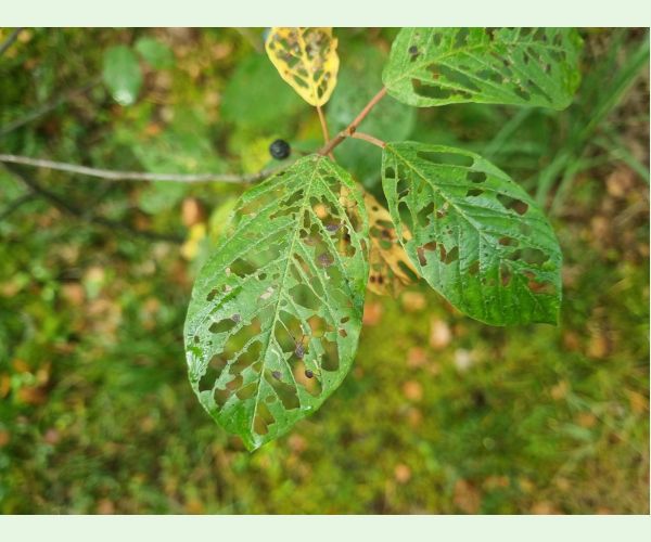 Plôškavec krušinový