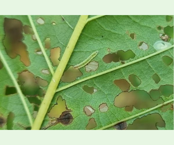 Plôškavec krušinový