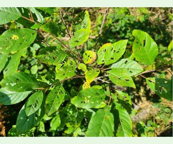 Plôškavec krušinový