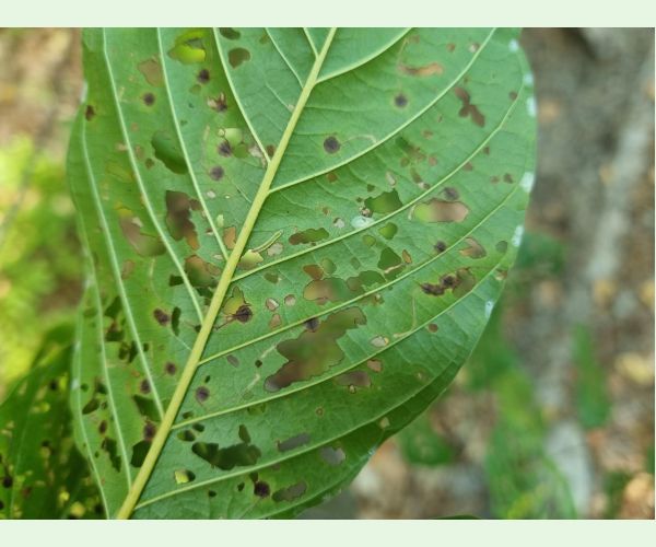 Plôškavec krušinový