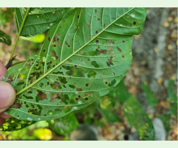 Plôškavec krušinový