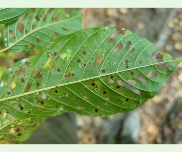 Plôškavec krušinový