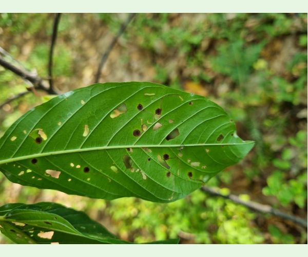 Plôškavec krušinový