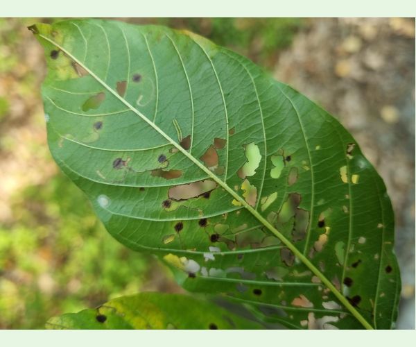 Plôškavec krušinový