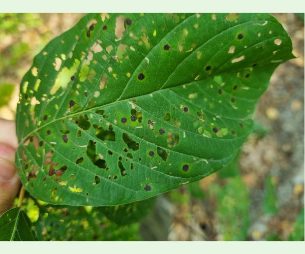 Plôškavec krušinový