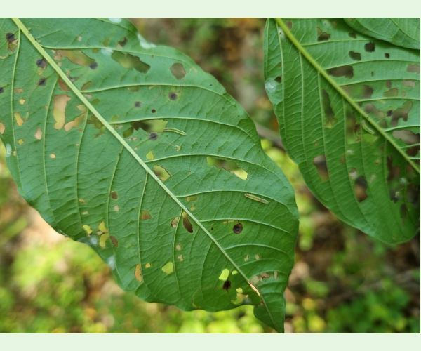 Plôškavec krušinový