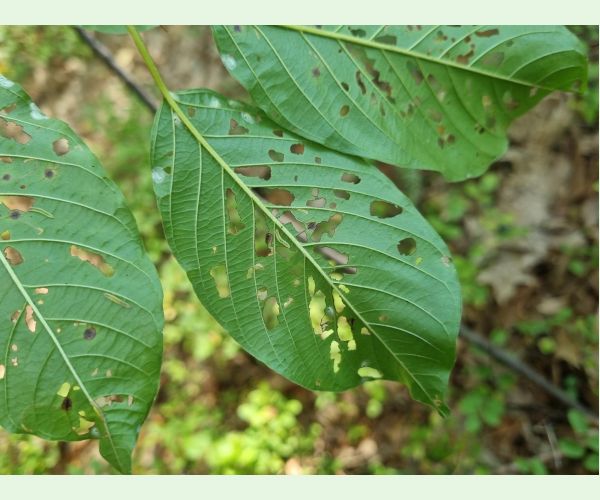 Plôškavec krušinový