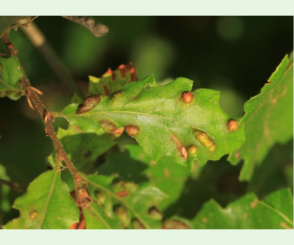 Roztoč Aceria cerreus
