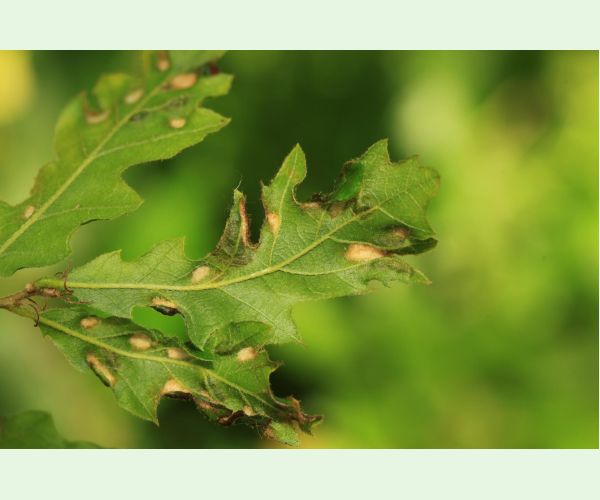 Roztoč Aceria cerreus