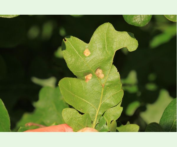 Roztoč Aceria cerreus