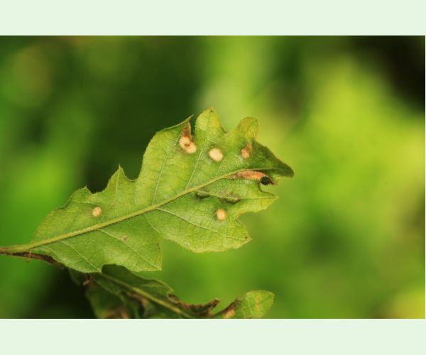 Roztoč Aceria cerreus