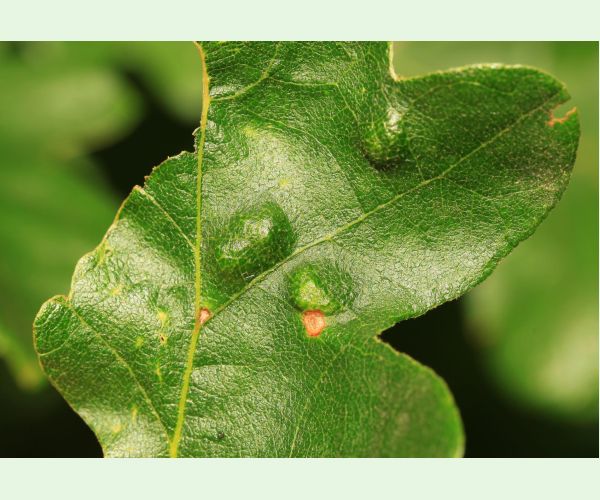 Roztoč Aceria cerreus