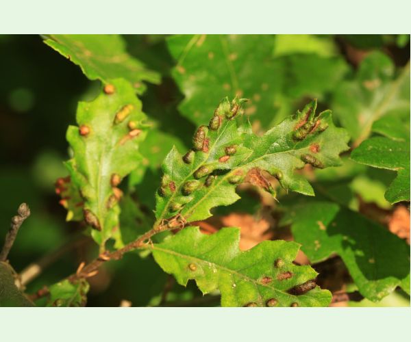 Roztoč Aceria cerreus