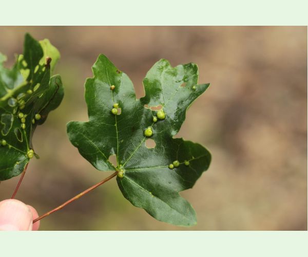 Roztoč Aceria macrochela