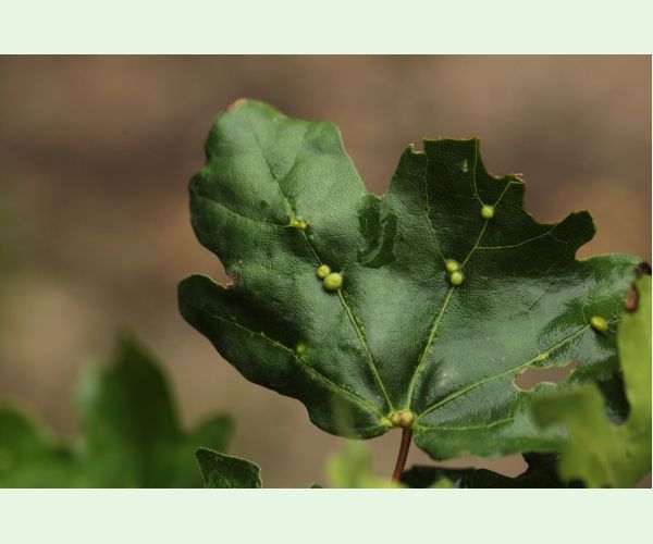 Roztoč Aceria macrochela