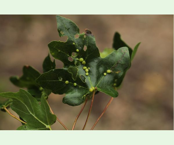 Roztoč Aceria macrochela