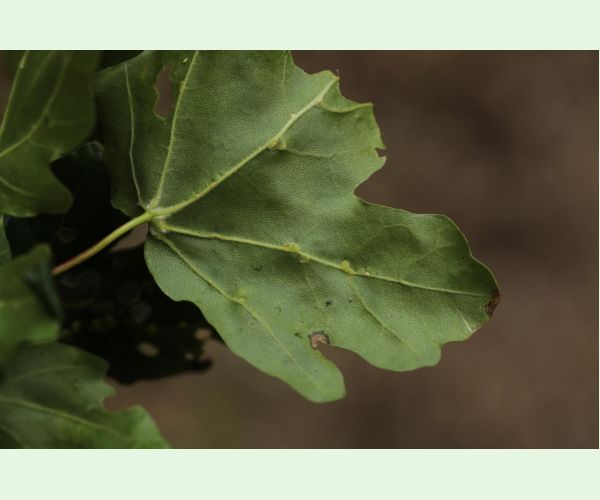 Roztoč Aceria macrochela