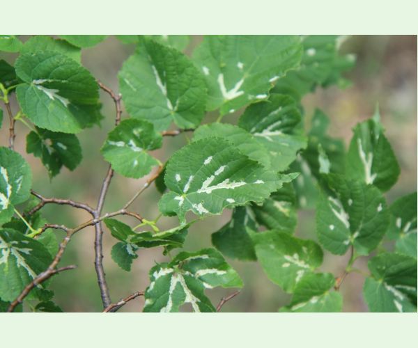 Roztoč Eriophyes nervalis