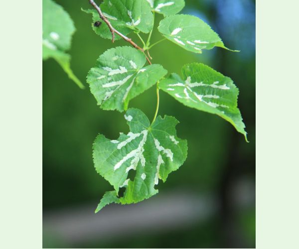 Roztoč Eriophyes nervalis
