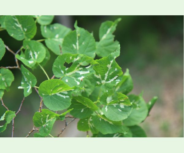 Roztoč Eriophyes nervalis