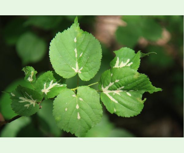 Roztoč Eriophyes nervalis