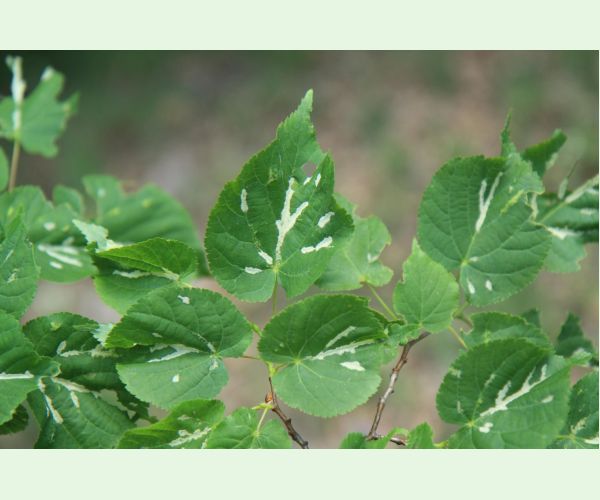 Roztoč Eriophyes nervalis