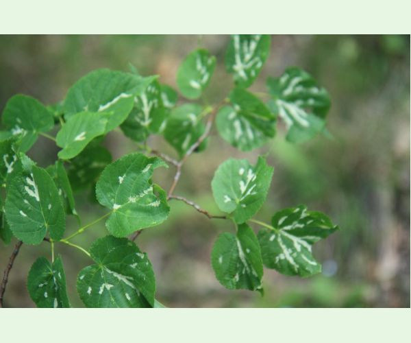 Roztoč Eriophyes nervalis