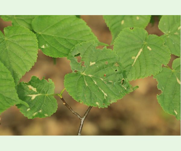 Roztoč Eriophyes nervalis