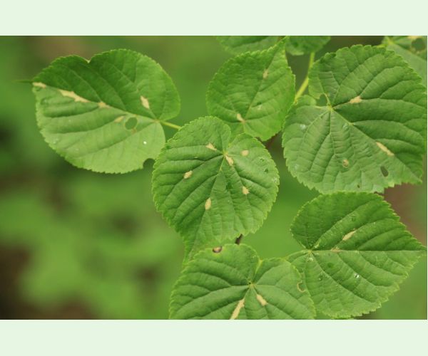 Roztoč Eriophyes nervalis