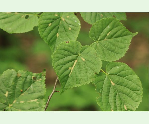 Roztoč Eriophyes nervalis
