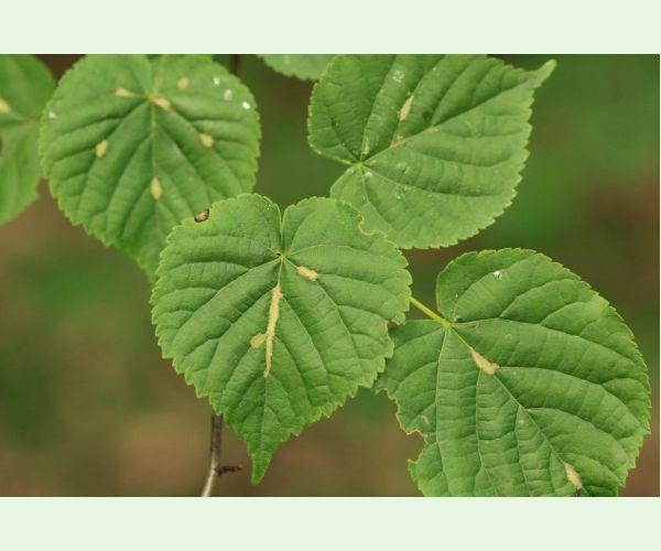 Roztoč Eriophyes nervalis