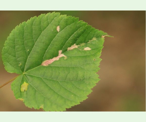 Roztoč Eriophyes nervalis