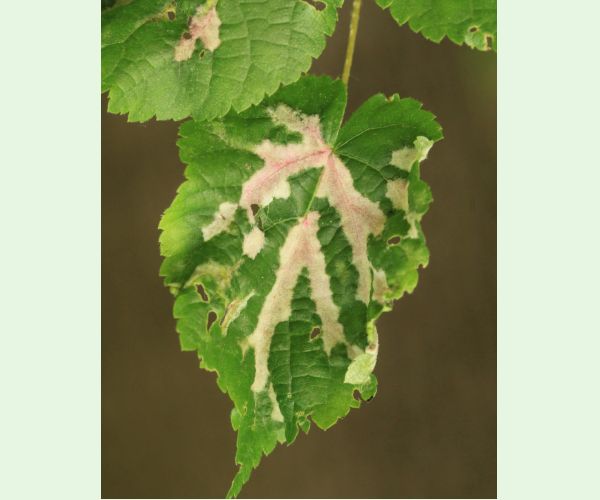 Roztoč Eriophyes nervalis