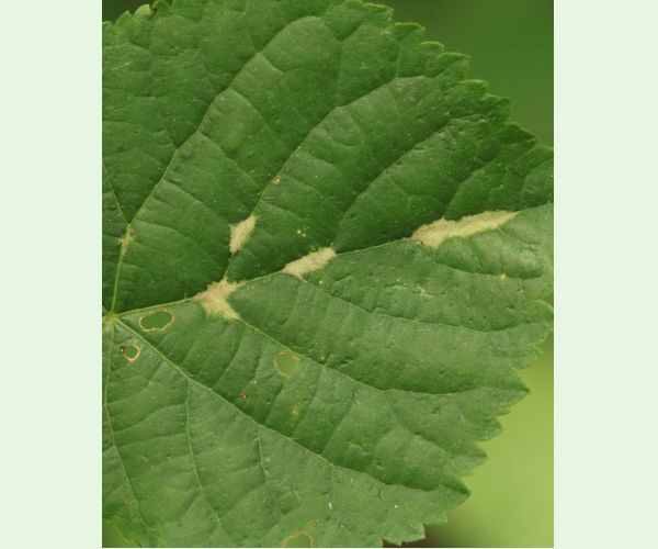 Roztoč Eriophyes nervalis