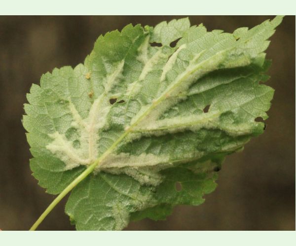 Roztoč Eriophyes nervalis
