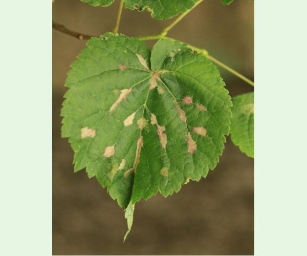 Roztoč Eriophyes nervalis